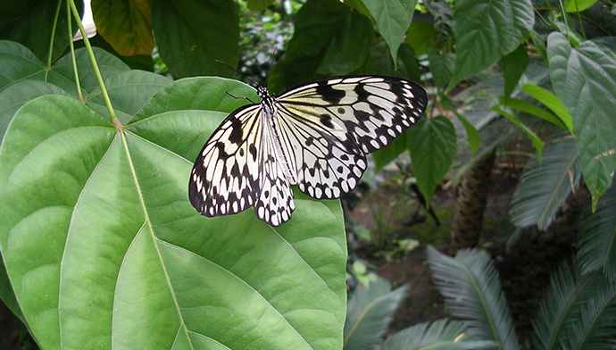 Magic of Life Butterfly House